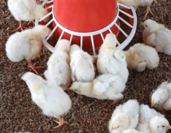 Successful Commercial Poultry Farming(Chicken and Egg) – Genetics, Nutrition, and Scientific Management