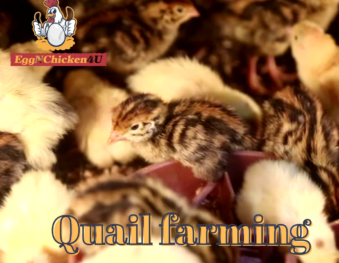 Quail Egg And Meat Rules The Nutritional Spectrum – Here Is Why